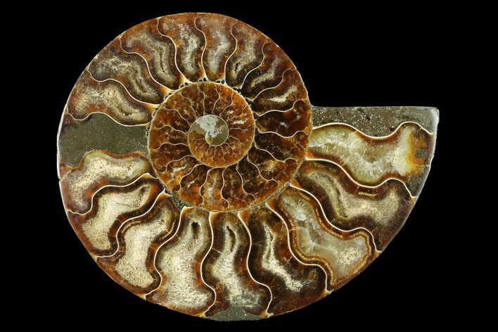 Cut & Polished Ammonite Fossil (Half) - Madagascar #166846